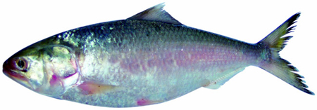 hilsa_fish1