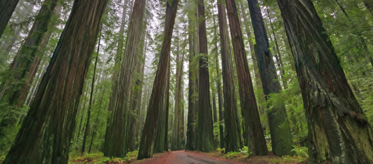 RedwoodHQ